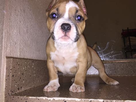 Also, be sure to check the American Bully Dog Breeder listings in our Dog Breeder Directory, which feature upcoming dog litter announcements and current puppies for sale for that dog breeder. . Pocket bully puppies for sale in texas